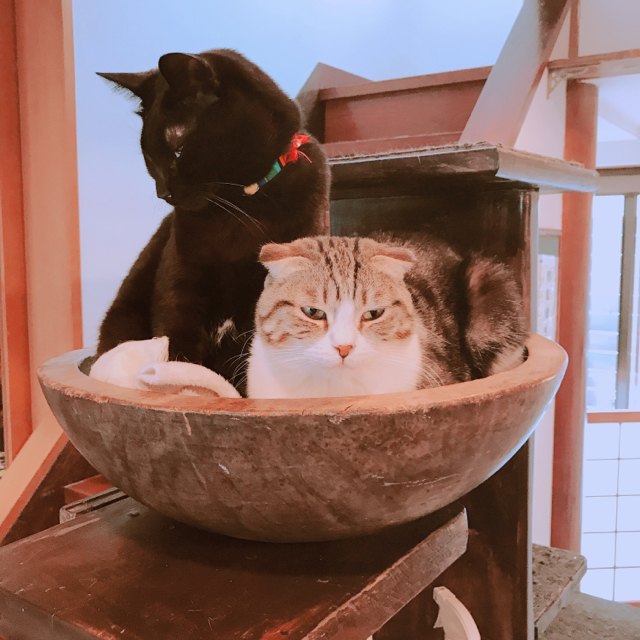 葛西に猫カフェあったの 超絶癒される Necot ネコット アザラシママの葛西で子育てブログ